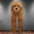Goldendoodle 3D Graphic Casual Pants Animals Dog