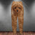 Toy Poodle 3D Graphic Casual Pants Animals Dog